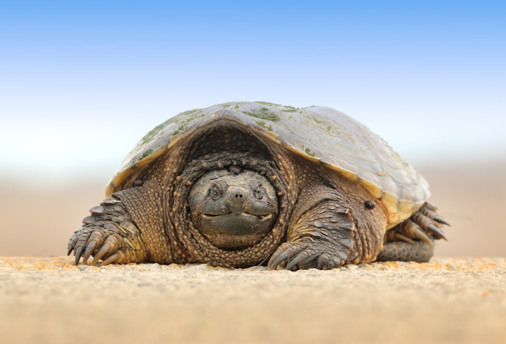 tortue des sables gris