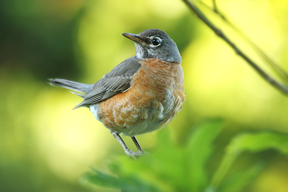 gray and brown American robin perched on green leaf selective focus photography