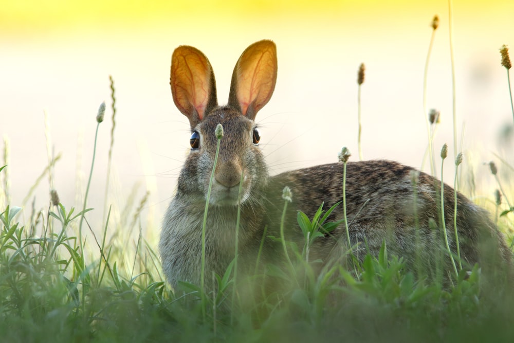 gray rabbit