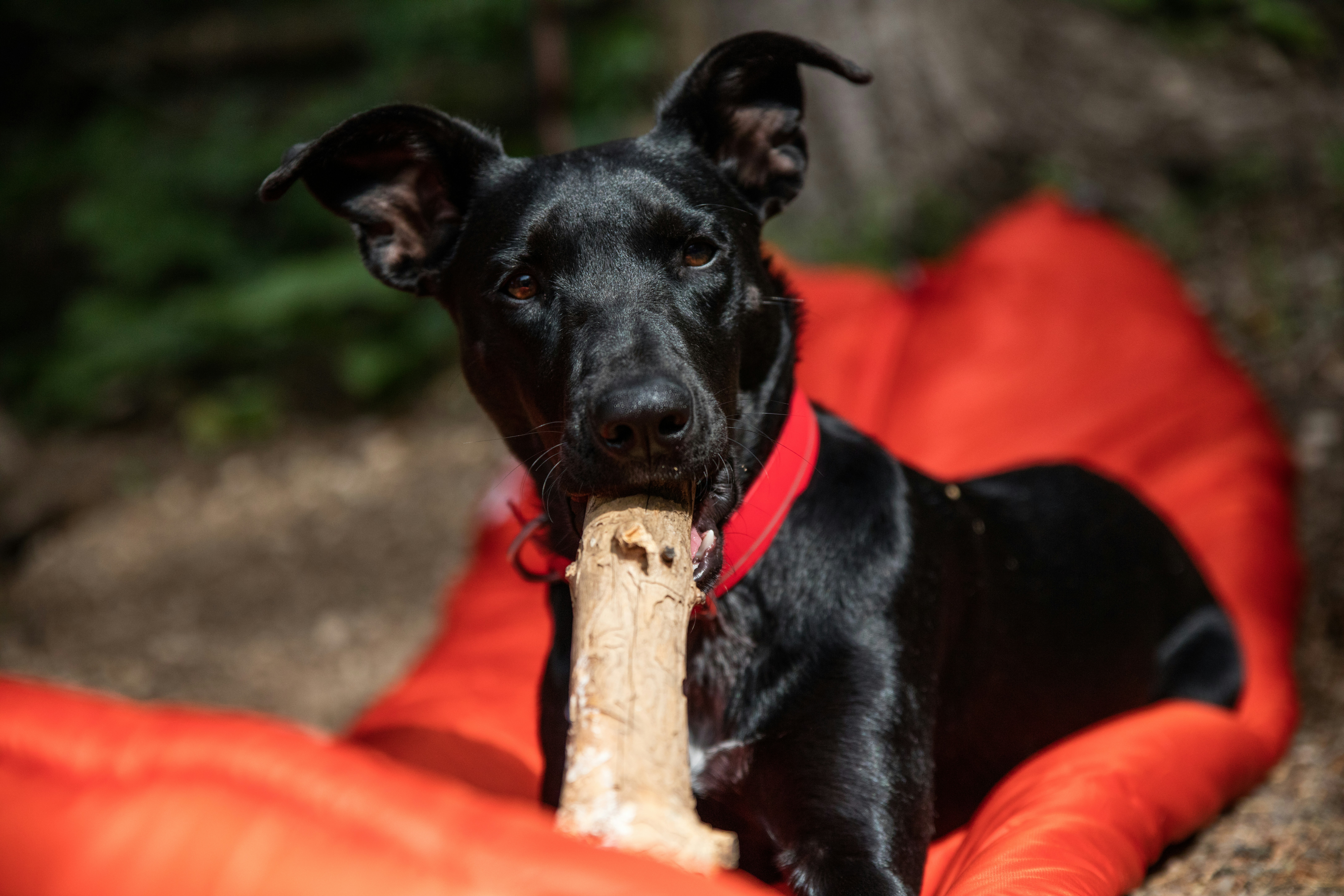 Complicité entre un maître et son chien lors d'une balade enrichissante