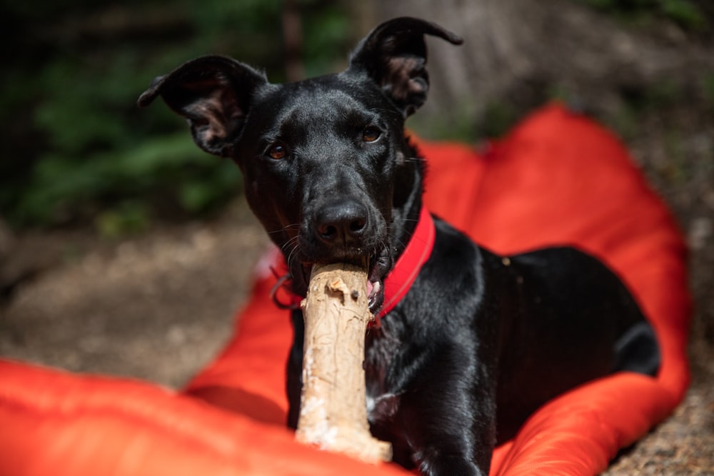 black short coat medium dog on orange textile