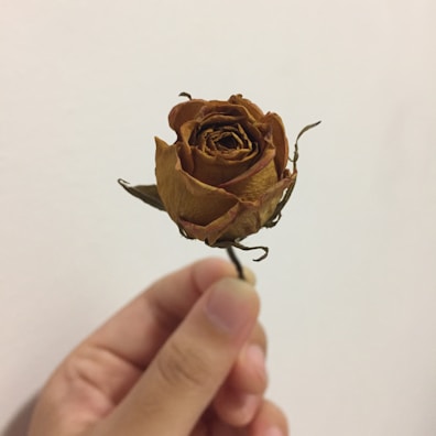 A close-up photo of a hand holding a dried rose on a cream-colored fabric background.