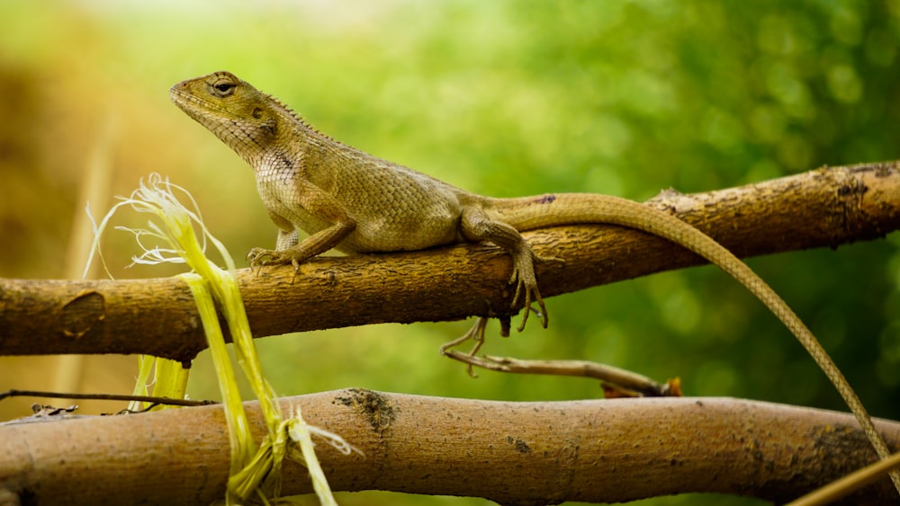 green lizard on tree