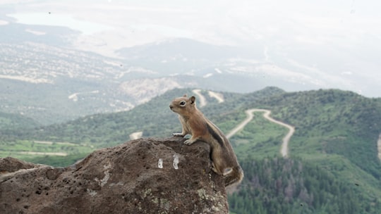 brown squirrel in Grand Mesa United States