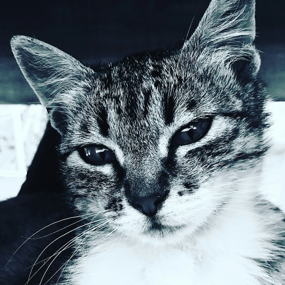 foto in scala di grigi di un gatto