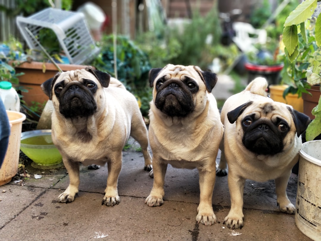 Dog Daycare