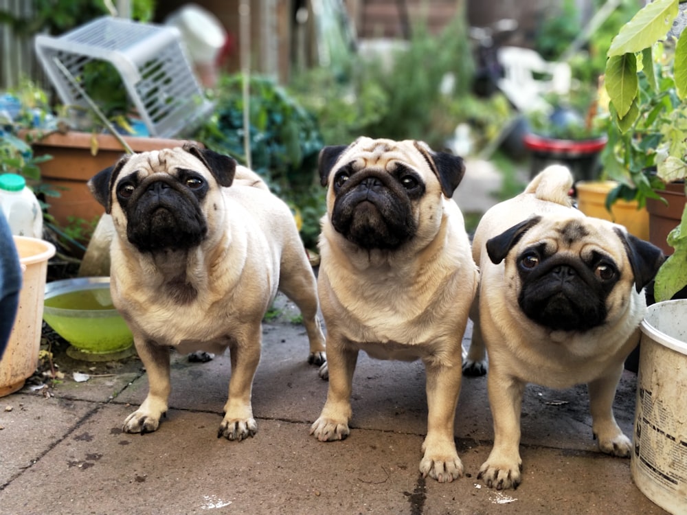 three fawn pugs