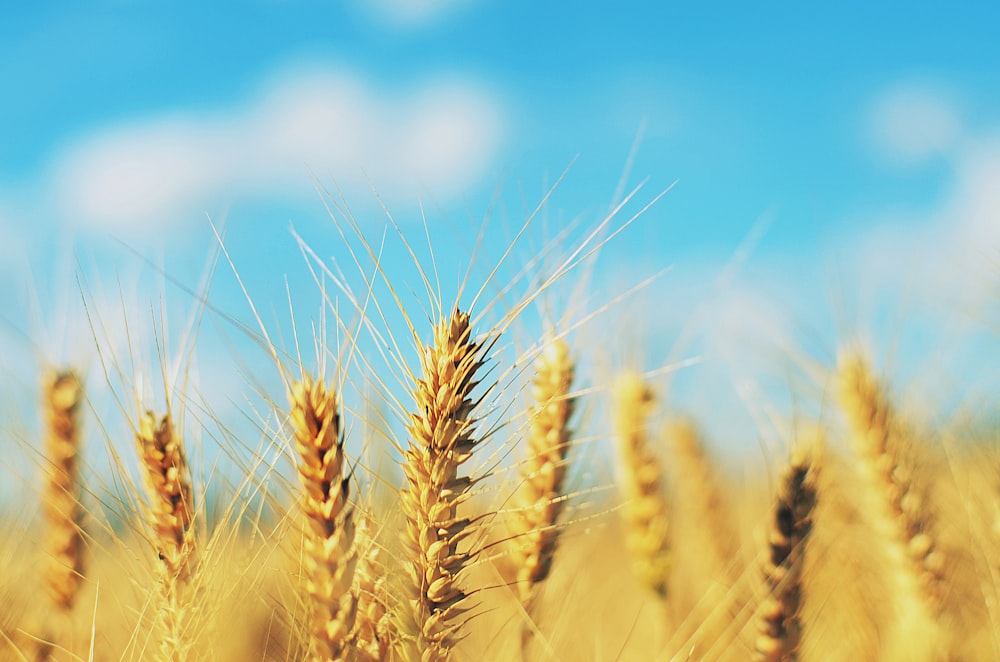 fotografia a fuoco superficiale di grano marrone