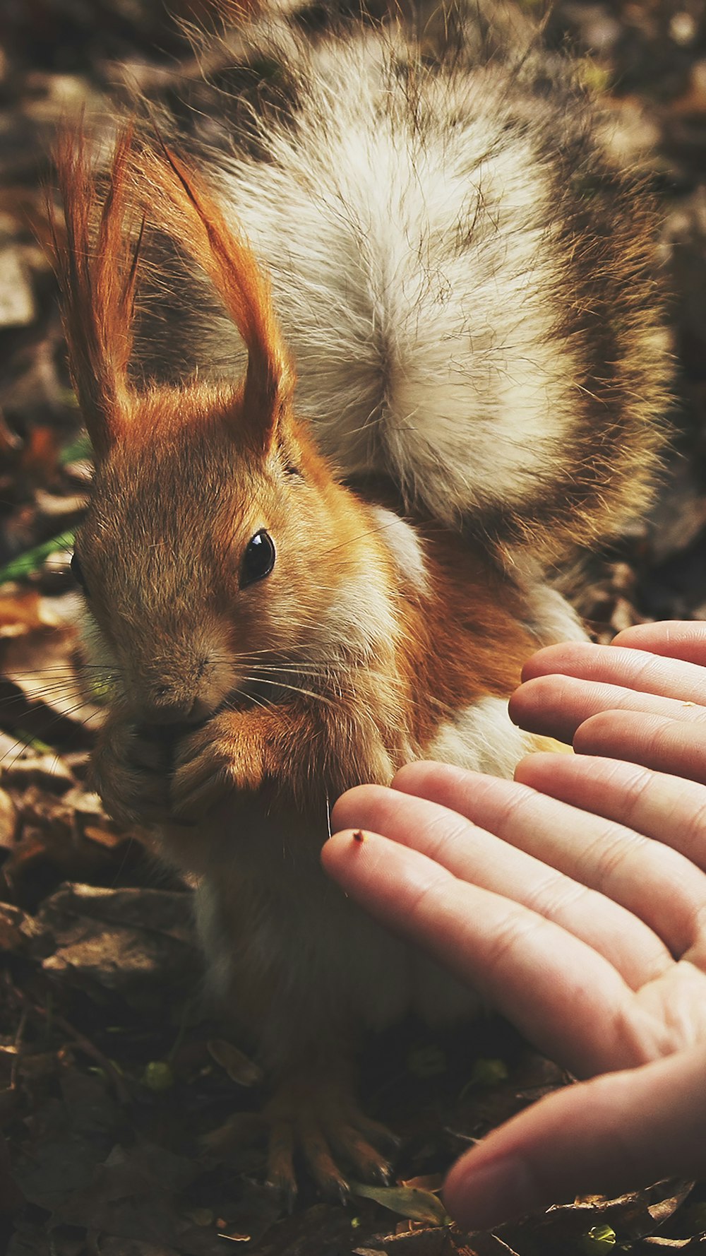 esquilo ao lado das mãos humanas