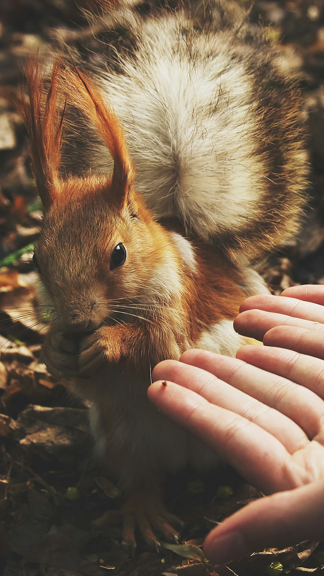 travelers stories about Wildlife in Moscow, Russia