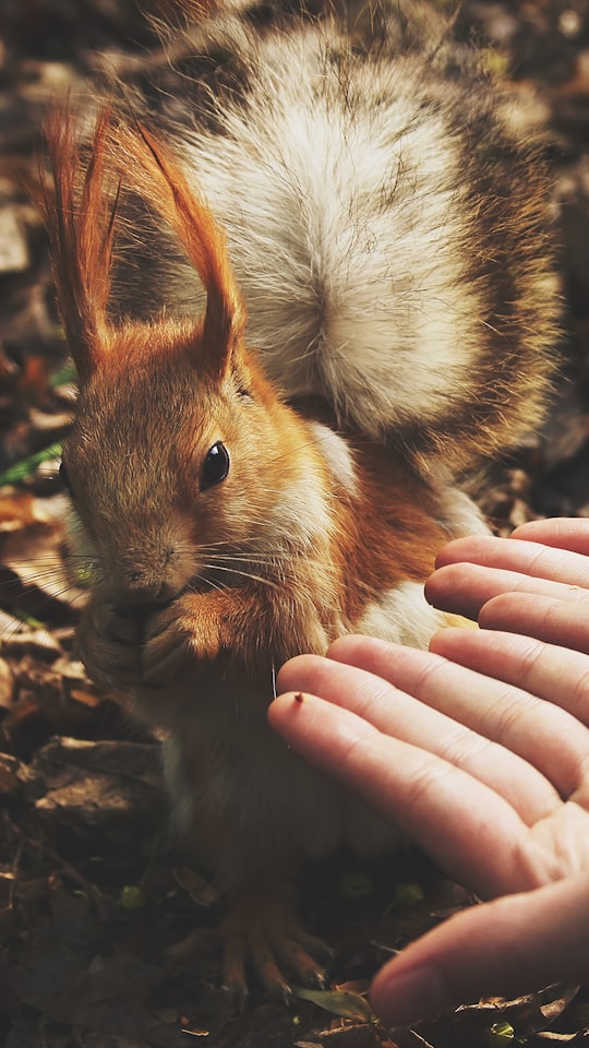 squirrel beside human hands in Moscow Russia