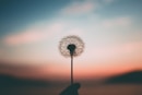 person holding dandelion flower
