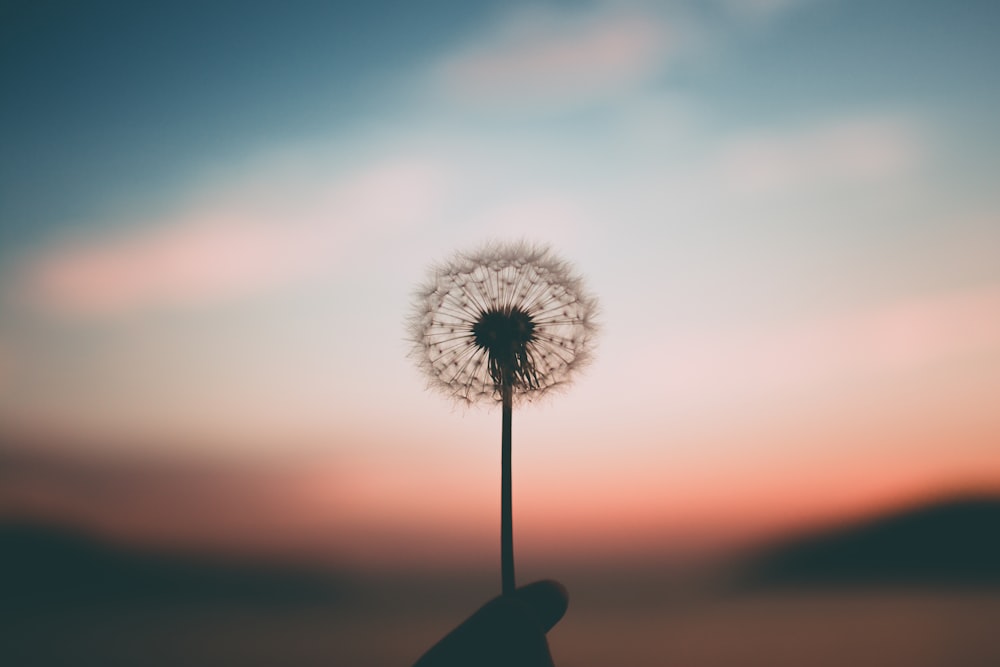 person holding dandelion flower