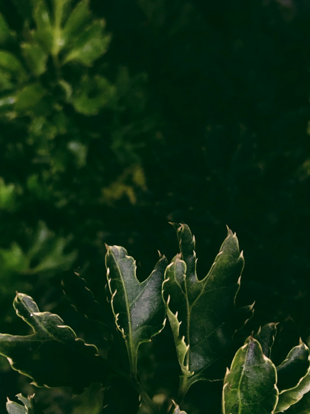 selective focus photo of green leaf plant