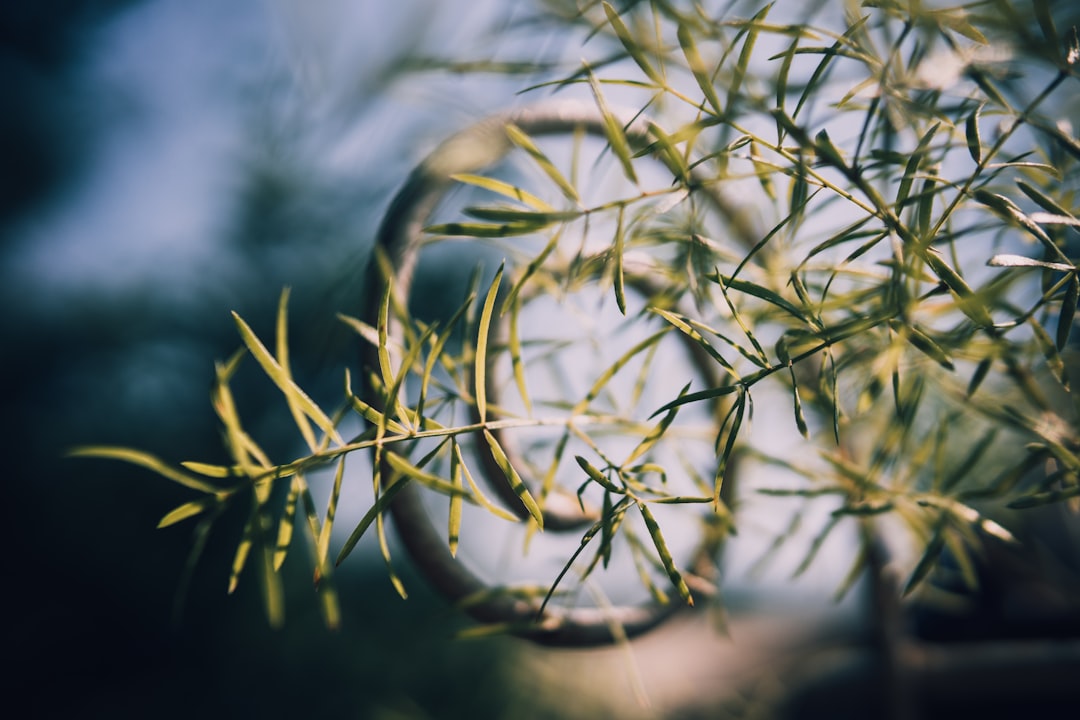 green leafed plant