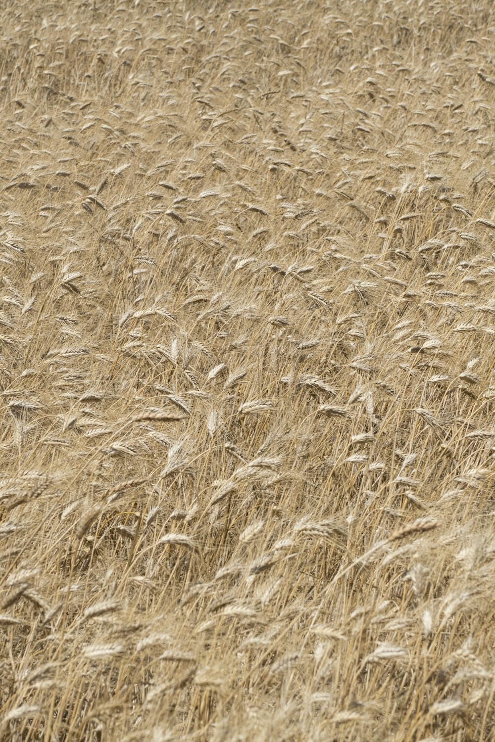 campi di grano bruno