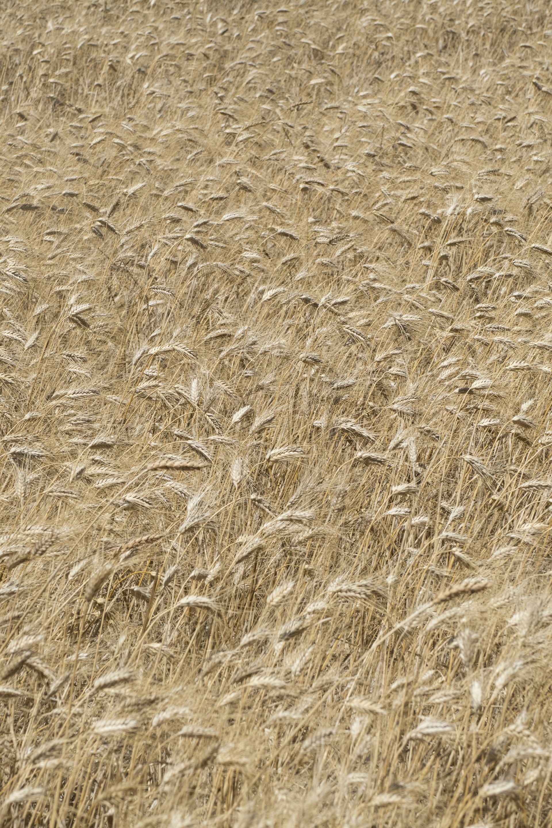 brown wheat fields