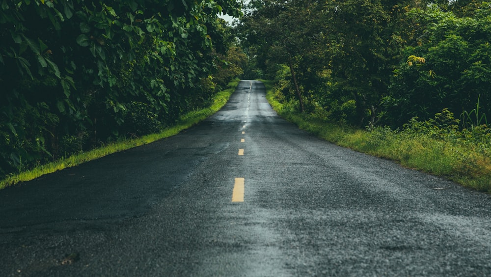 gray asphalt road between green trees during daytime