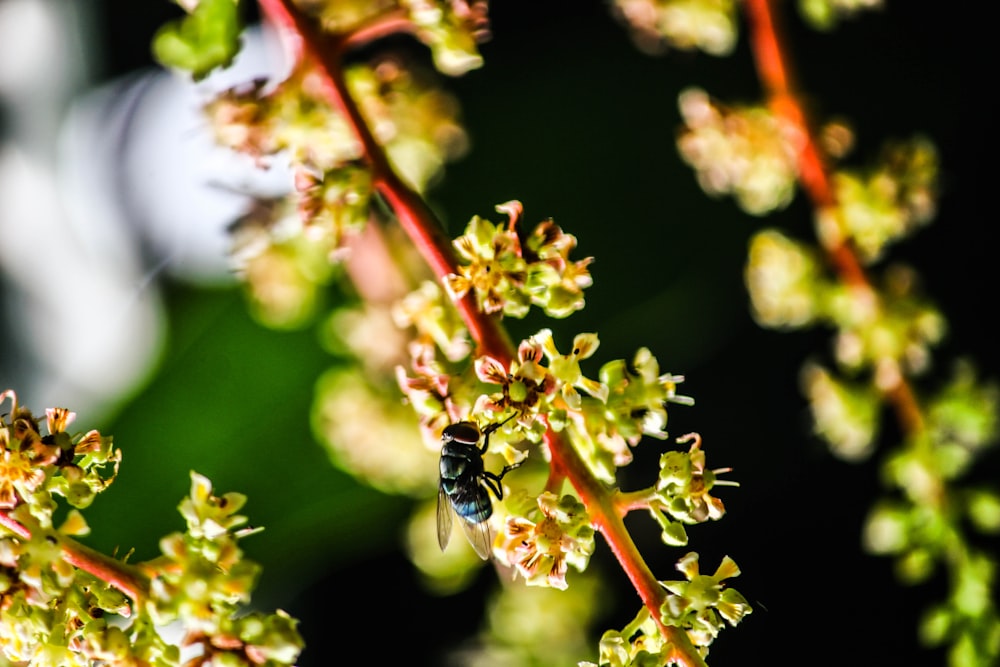 Fotografía de primer plano de luciérnagas en flores de pétalos verdes