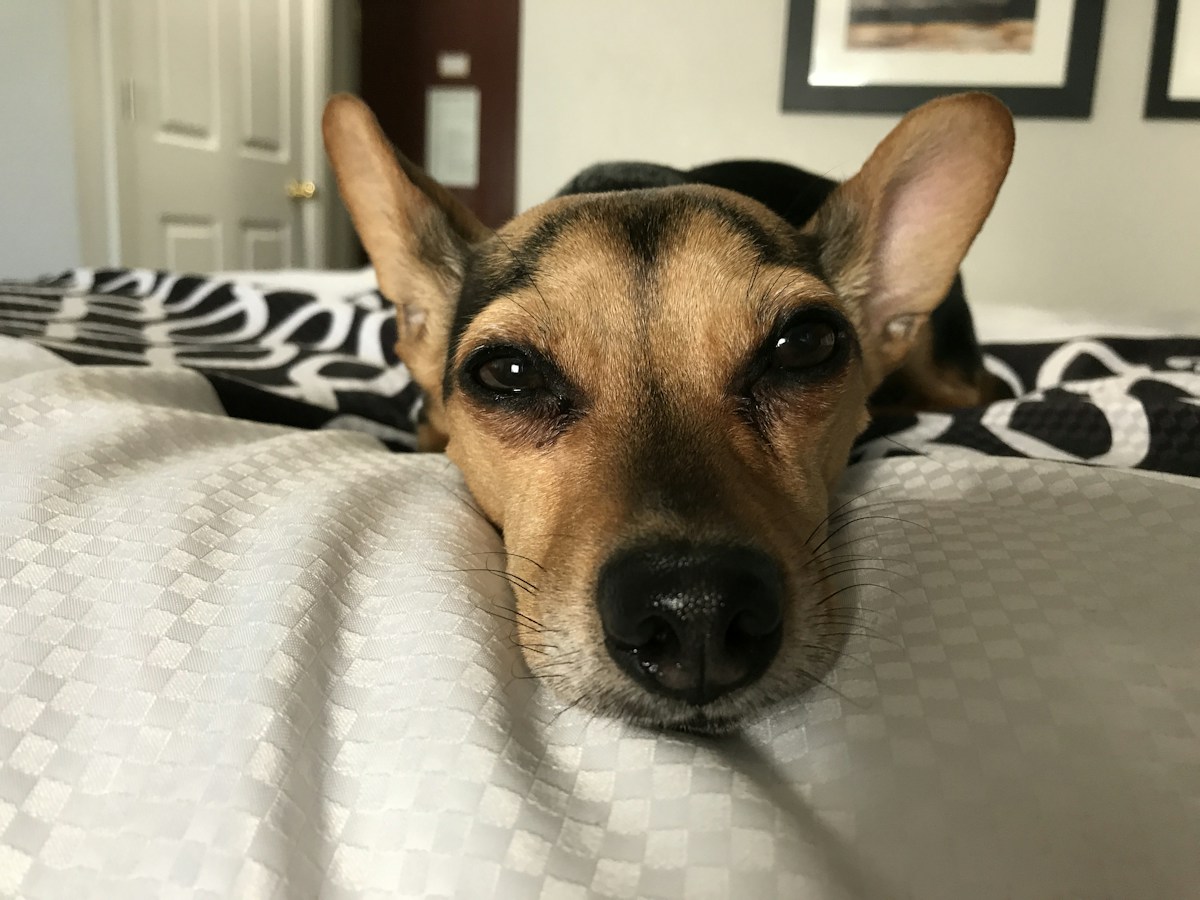 Cão de orelhas grandes descansando com a cabeça apoiada na cama