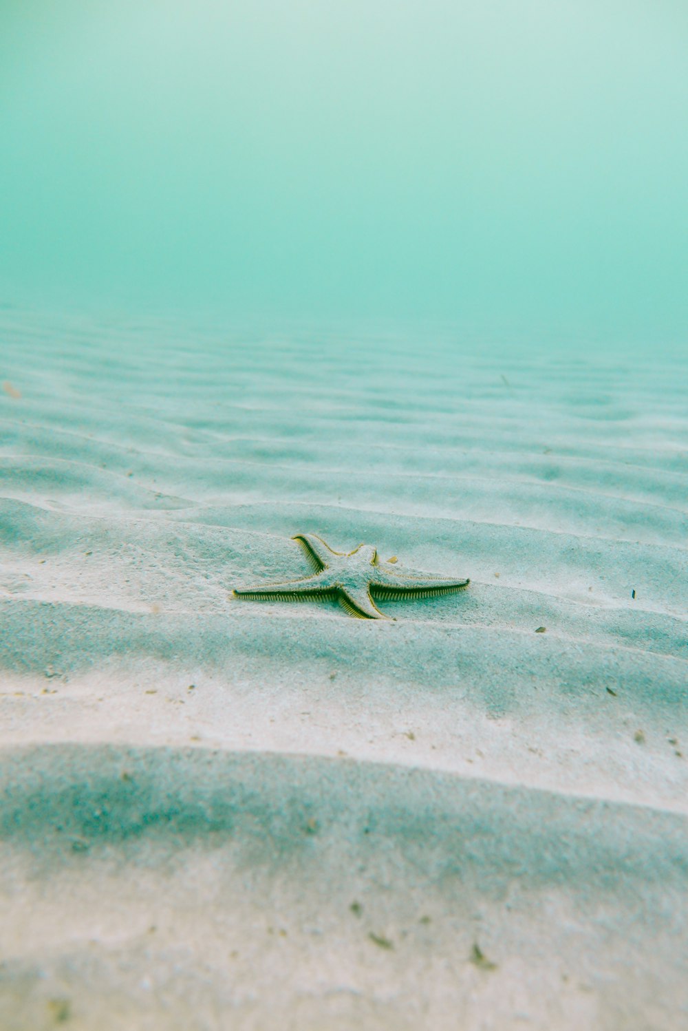 Estrela do mar branca na areia debaixo d'água durante o dia