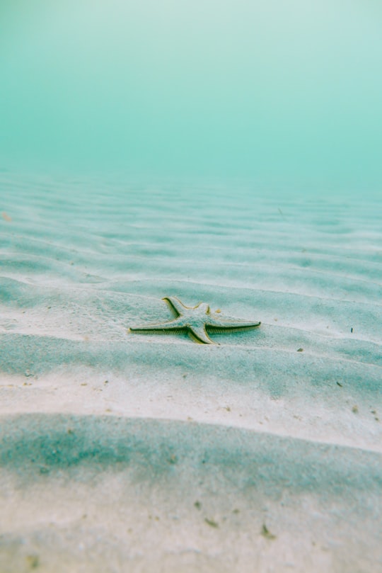 white starfish on sand underwater during daytime in Majorca Spain