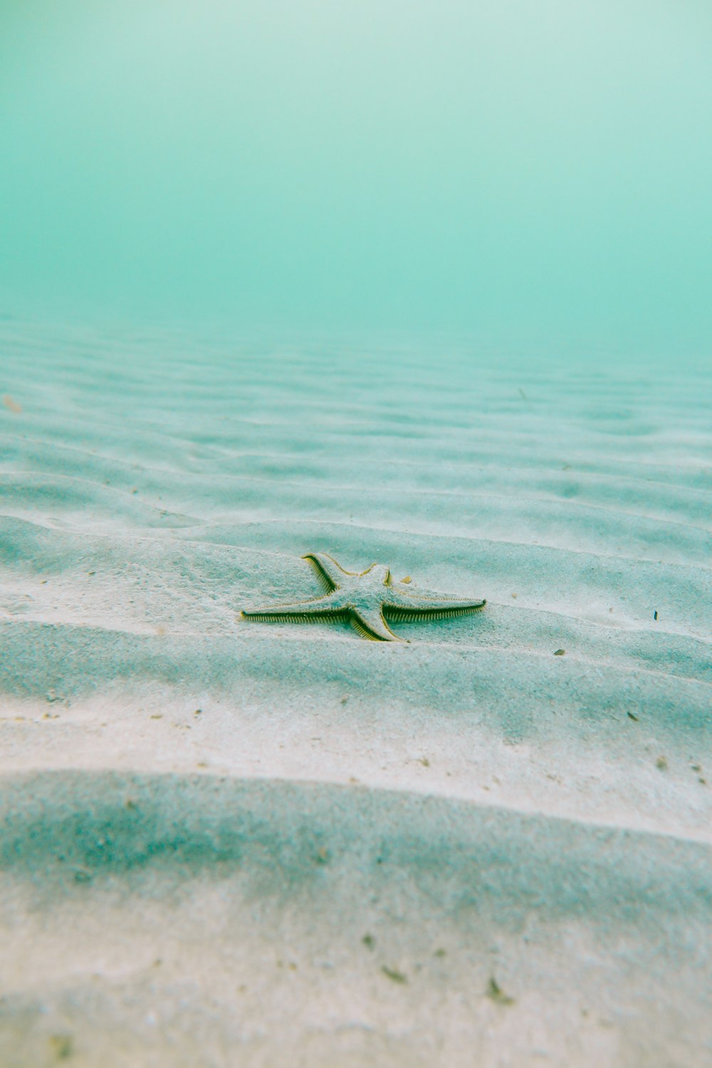 white starfish on sand underwater during daytime