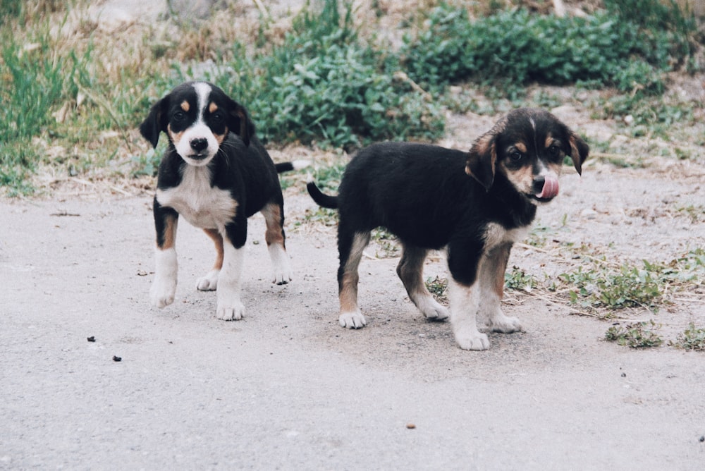two short-coated tri-color puppies walking on ground