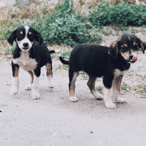 two short-coated tri-color puppies walking on ground