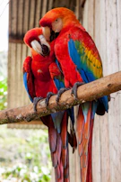 A colorful macaw parrot perched beside a cheerful toucan with vibrant feathers.