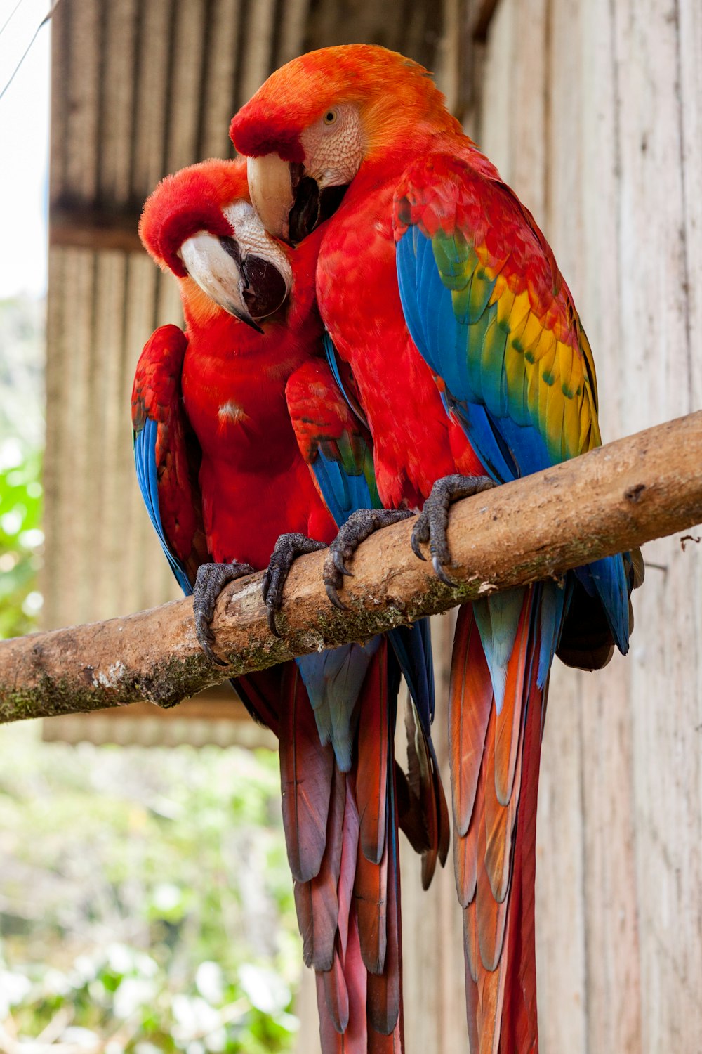 two red parrots on stick