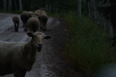 Group of healthy Texel sheep walking along a dirt path on the farm