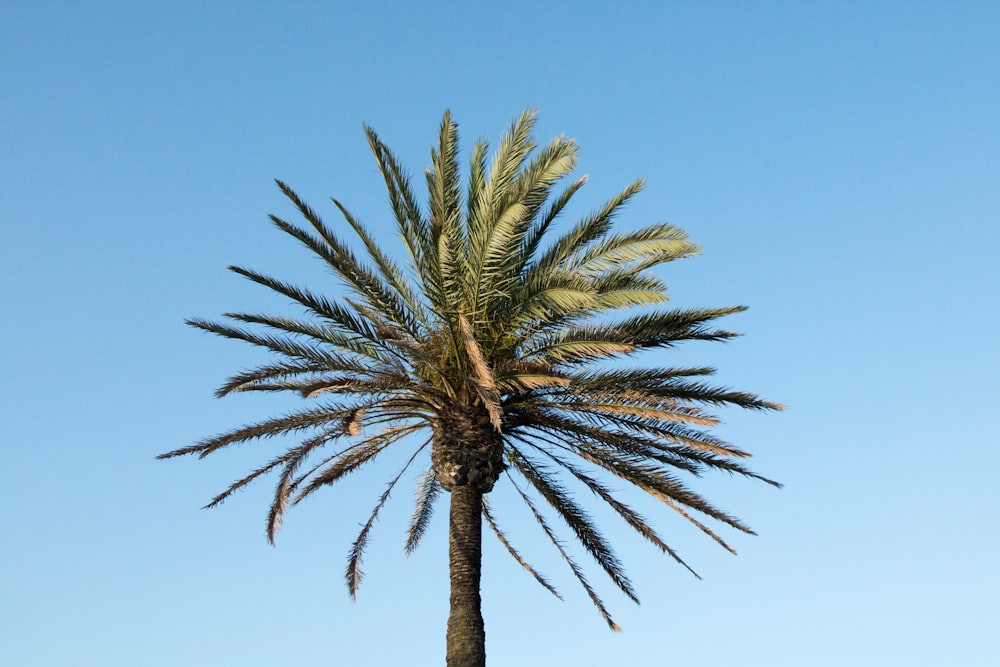 palm tree