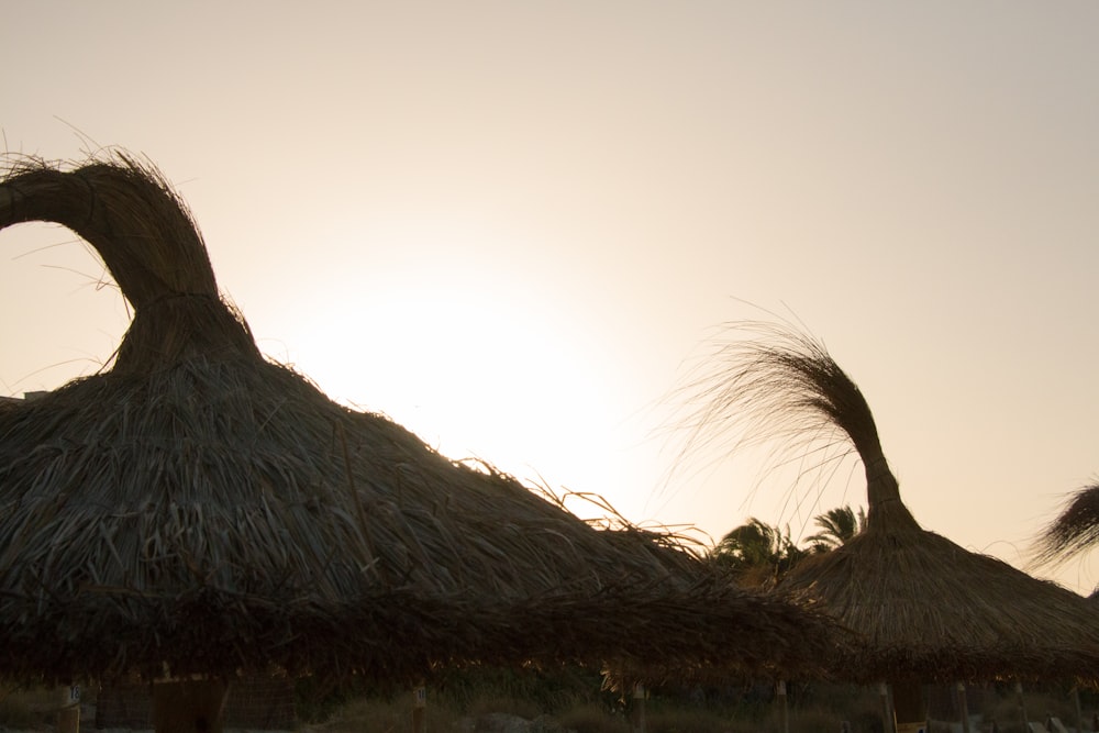 brown nipa hut