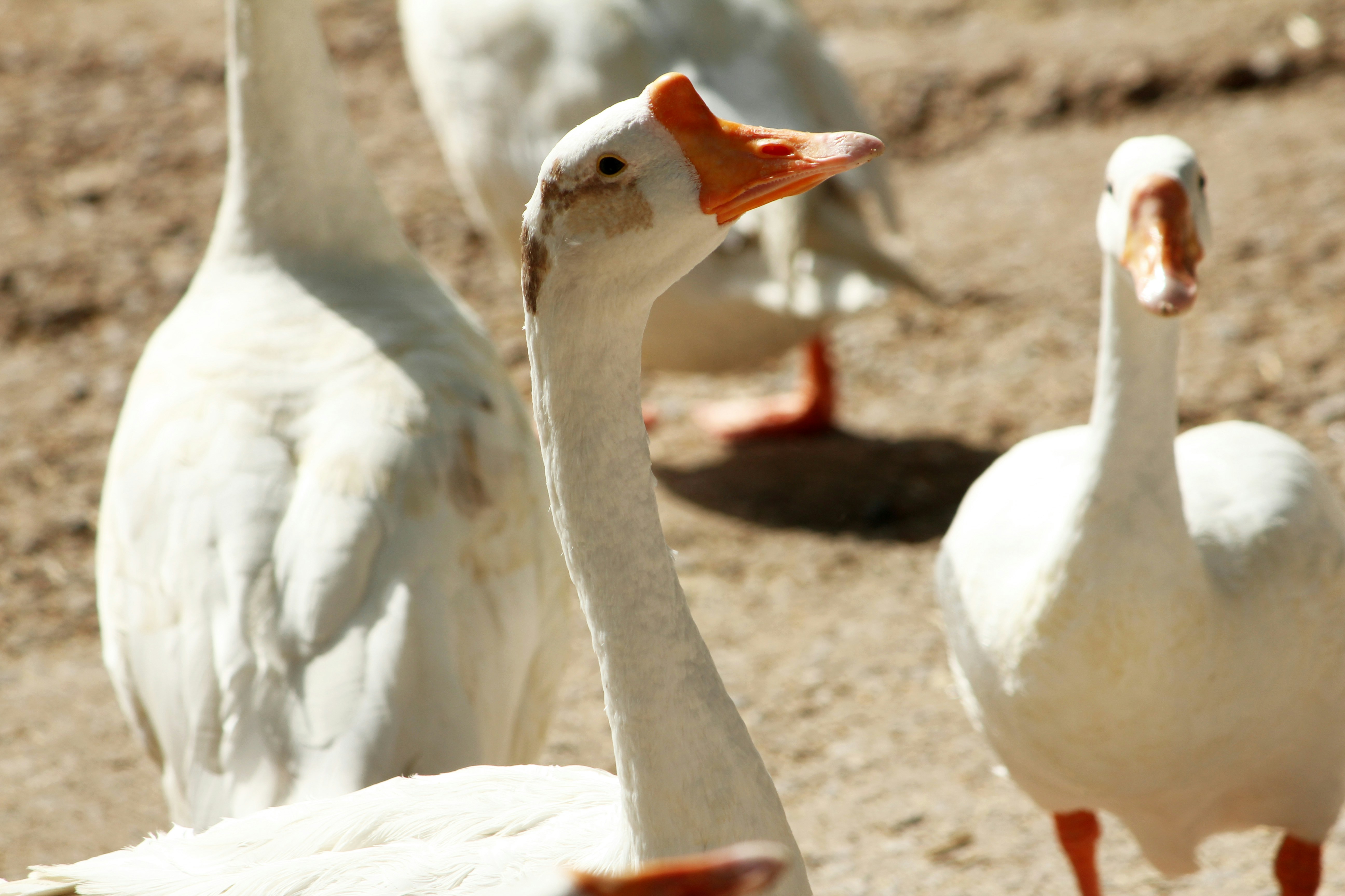 four white swans during daytime, duck