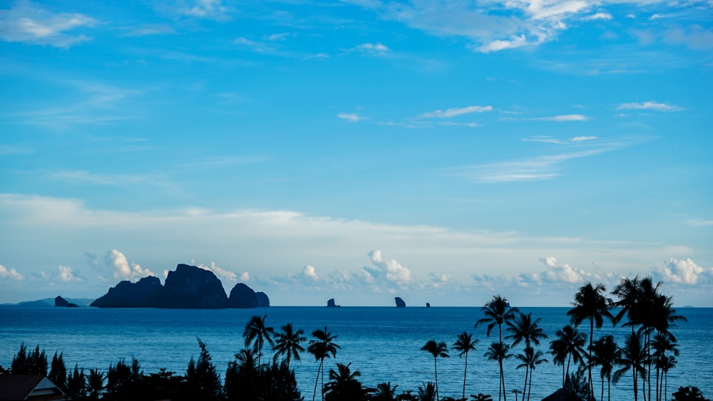 silhouette photo of palm tree near large body of water under blue sky during daytime