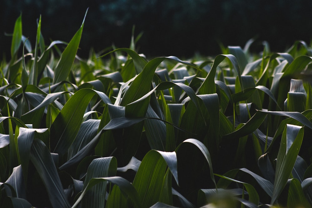 green leafed plant