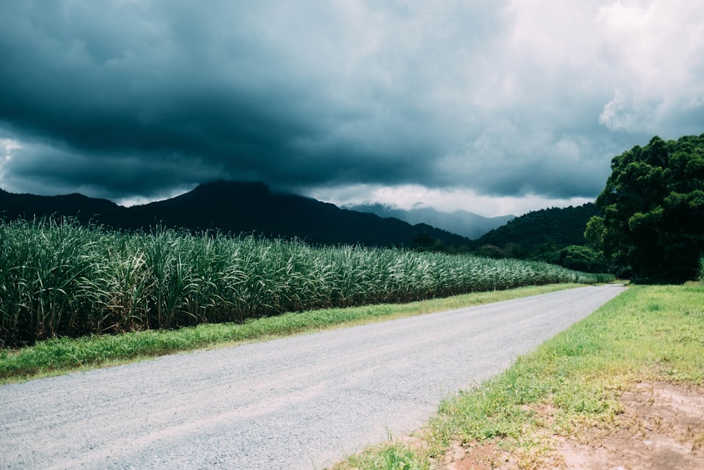 road near green fields