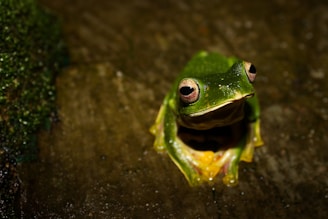 A close-up of a green frog with large eyes sitting on a dark, wet surface. The frog's skin appears smooth and shiny, and its limbs are visible in the foreground. The background is out of focus, creating a natural, earthy setting.