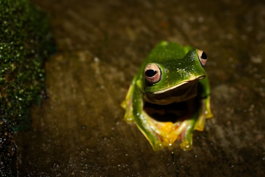 A close-up of a green frog with large eyes sitting on a dark, wet surface. The frog's skin appears smooth and shiny, and its limbs are visible in the foreground. The background is out of focus, creating a natural, earthy setting.