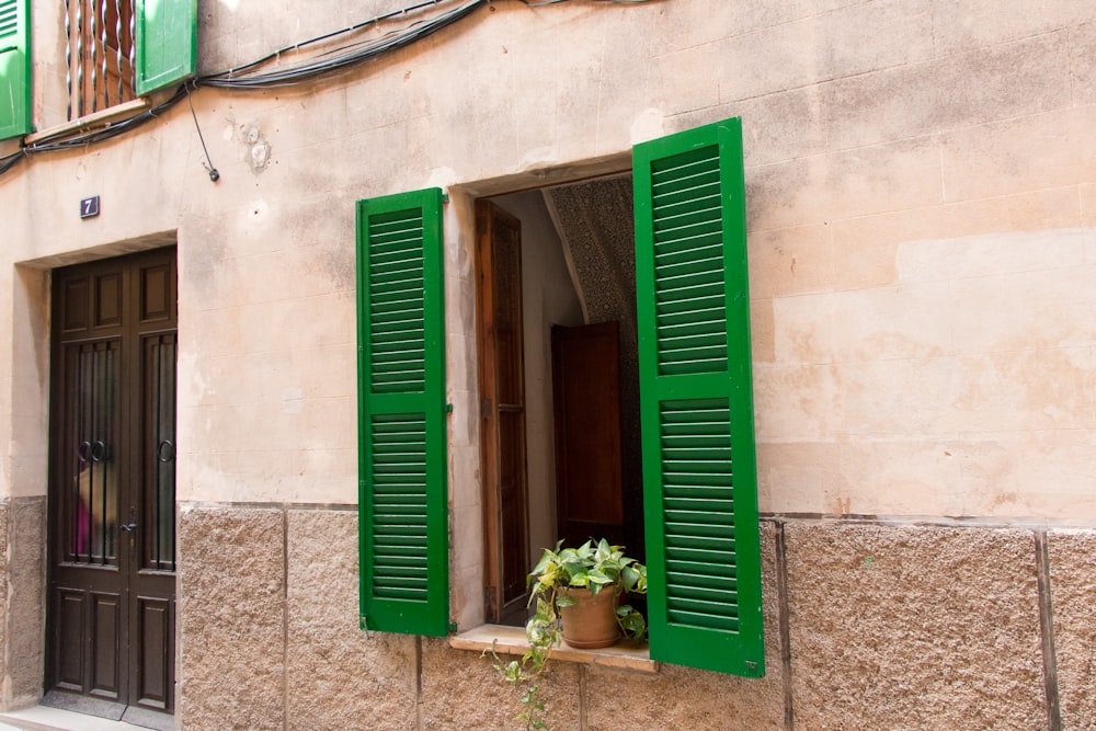 green leafed plant on window