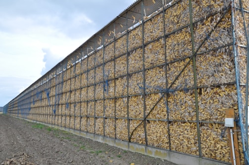 A large, industrial structure filled with countless ears of corn, stacked within a metal grid frame. The structure is situated next to a plowed field under a cloudy sky, indicating an agricultural setting.
