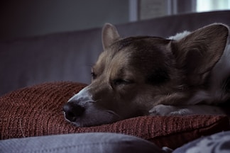 dogAdvisor | dogadvisor | dog advisor | dogAdvisor.dog