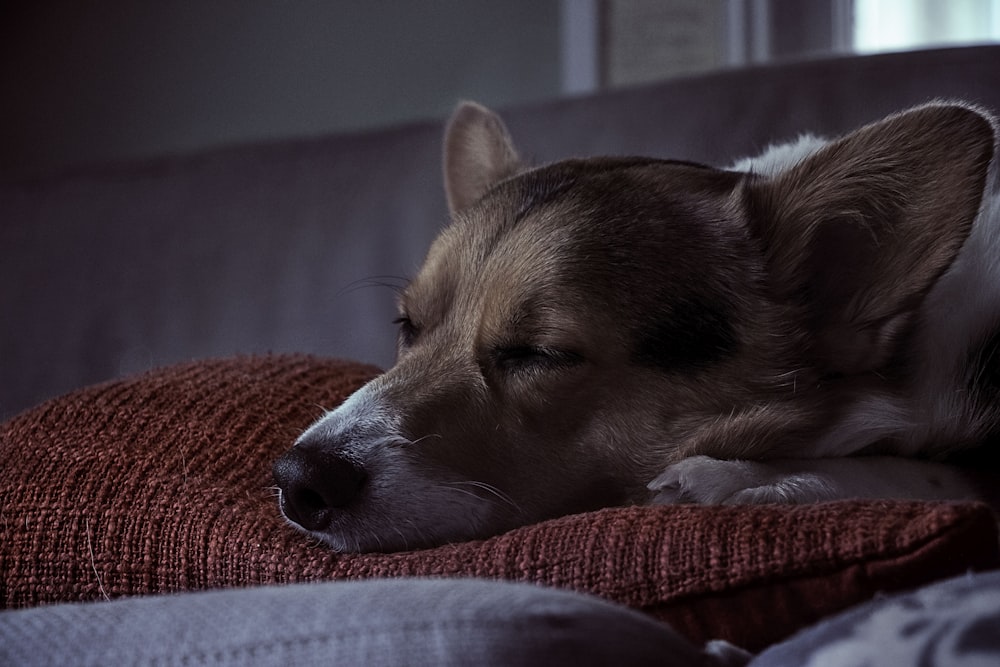 Cão marrom deitado no travesseiro vermelho