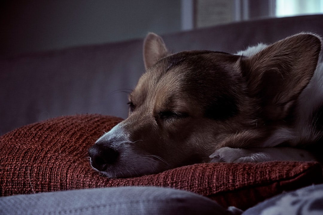 brown dog laying on red pillow