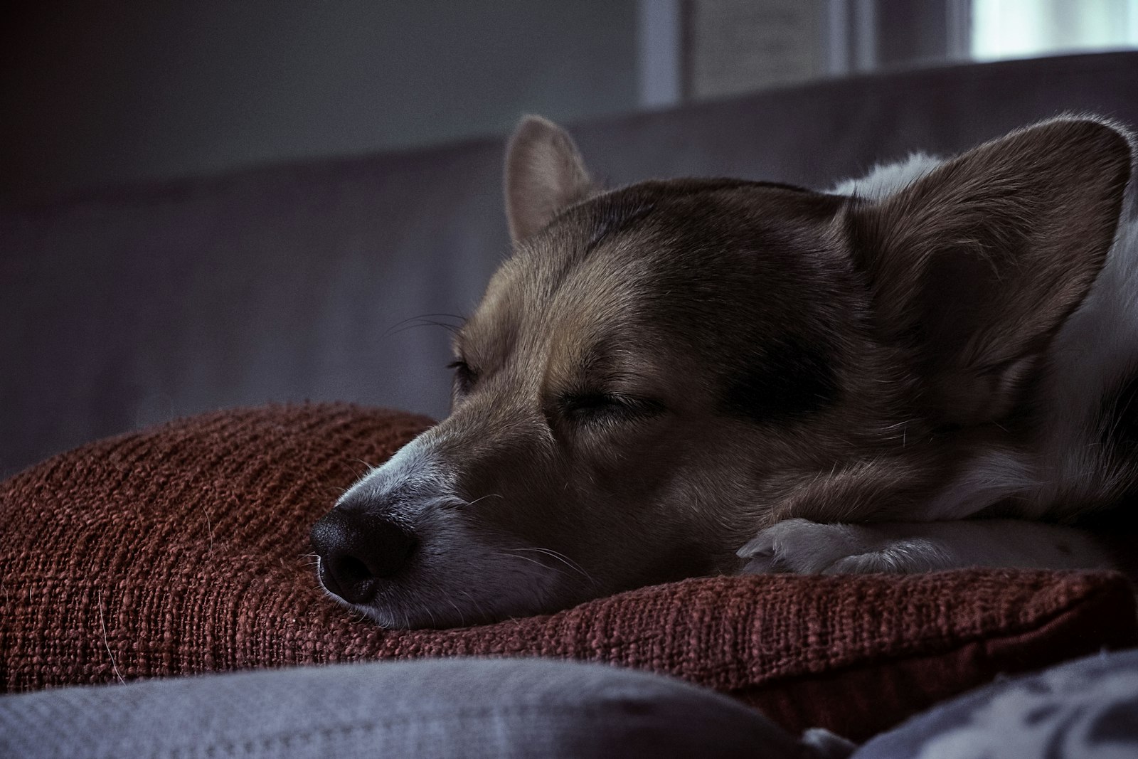 Canon EOS 700D (EOS Rebel T5i / EOS Kiss X7i) + Canon EF-S 18-135mm F3.5-5.6 IS STM sample photo. Brown dog laying on photography