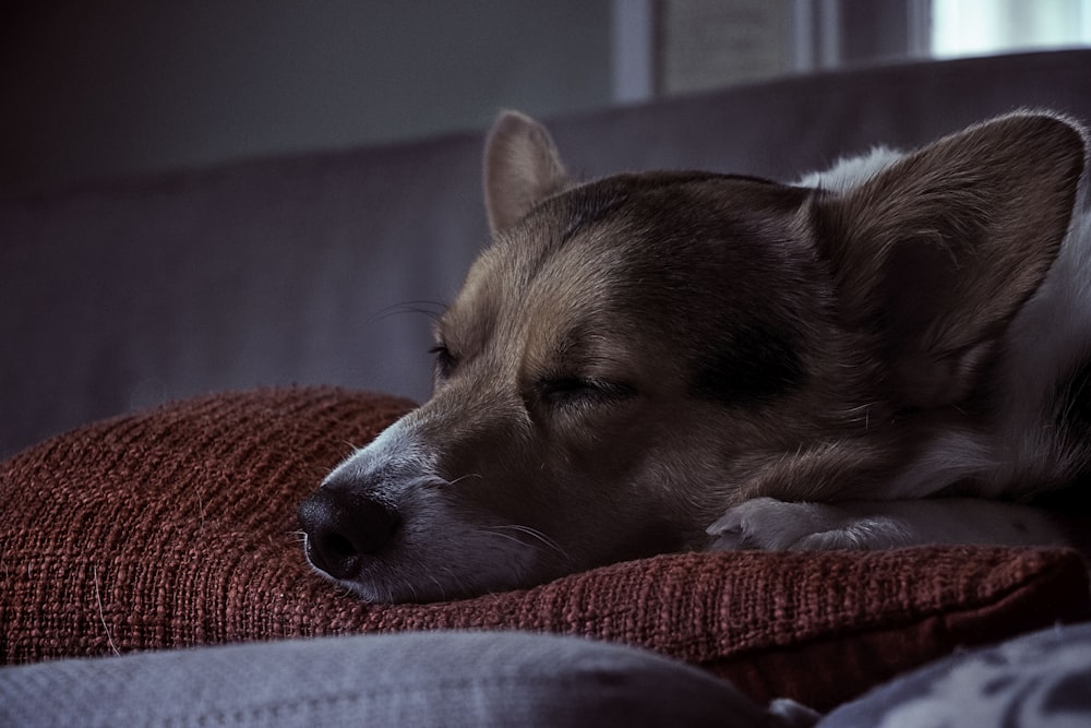 chien brun couché sur l’oreiller rouge