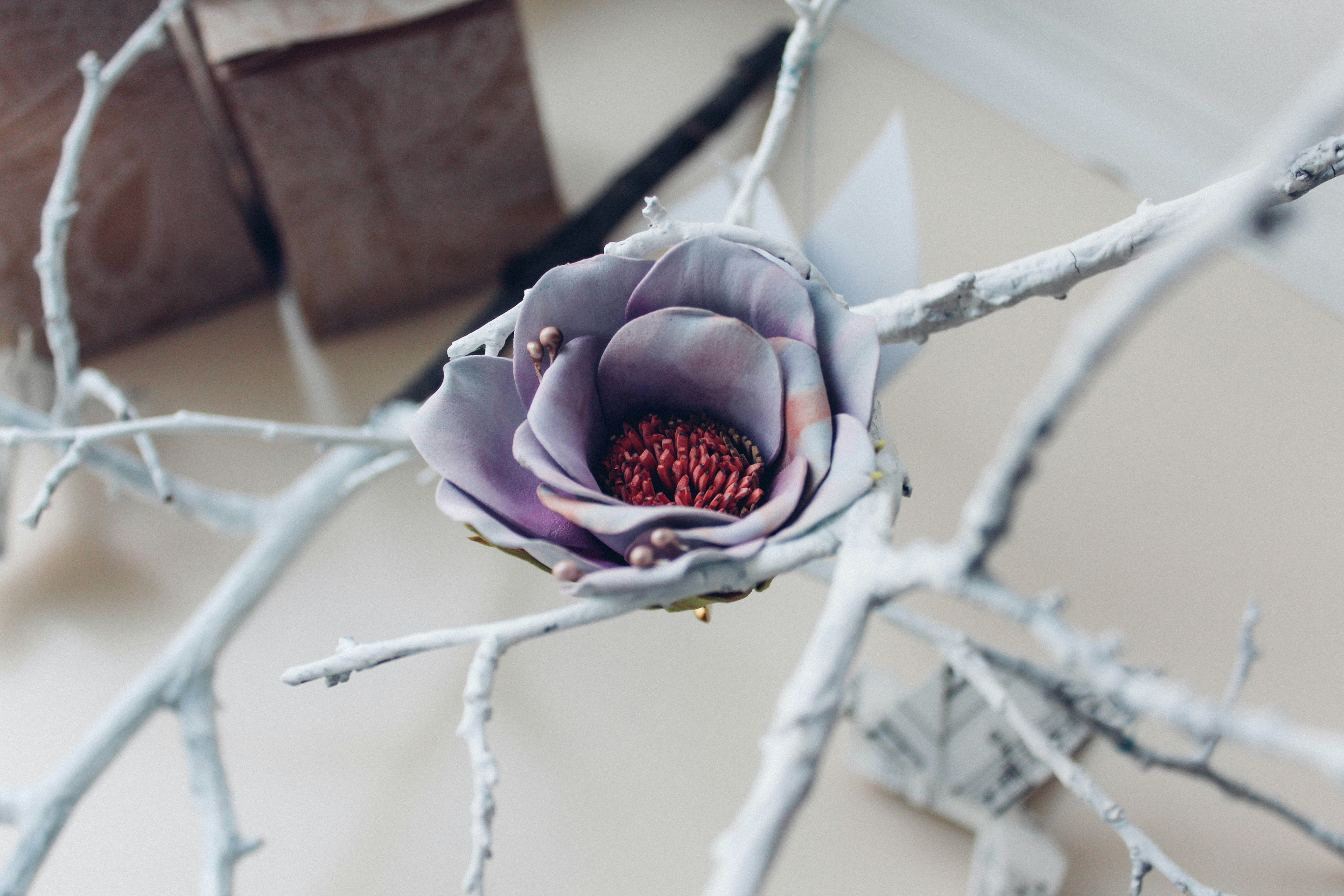 purple flower photography