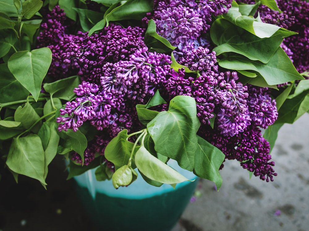 lavender with leaves