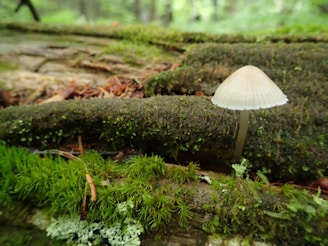 A small, delicate mushroom with a pale beige cap grows amid lush green moss on a tree trunk. The surrounding forest environment provides a natural and serene backdrop.